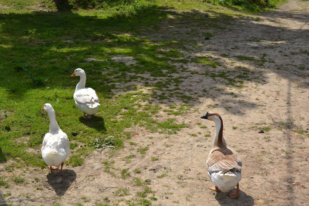 Pivovar Kocour Varnsdorf Exteriör bild